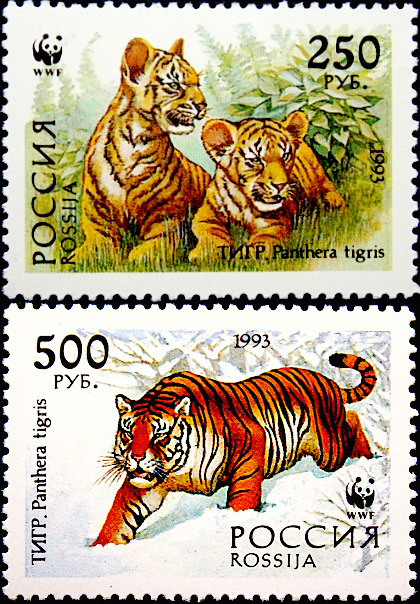 Россия 1993 год . Сибирский тигр (Panthera tigris altaica) , часть серии . Каталог 1,50 €.